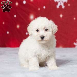 Daisy, Miniature Poodle Puppy